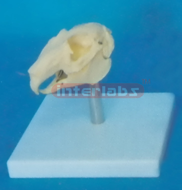 RABBIT SKULL MODEL WITH PLASTIC STAND